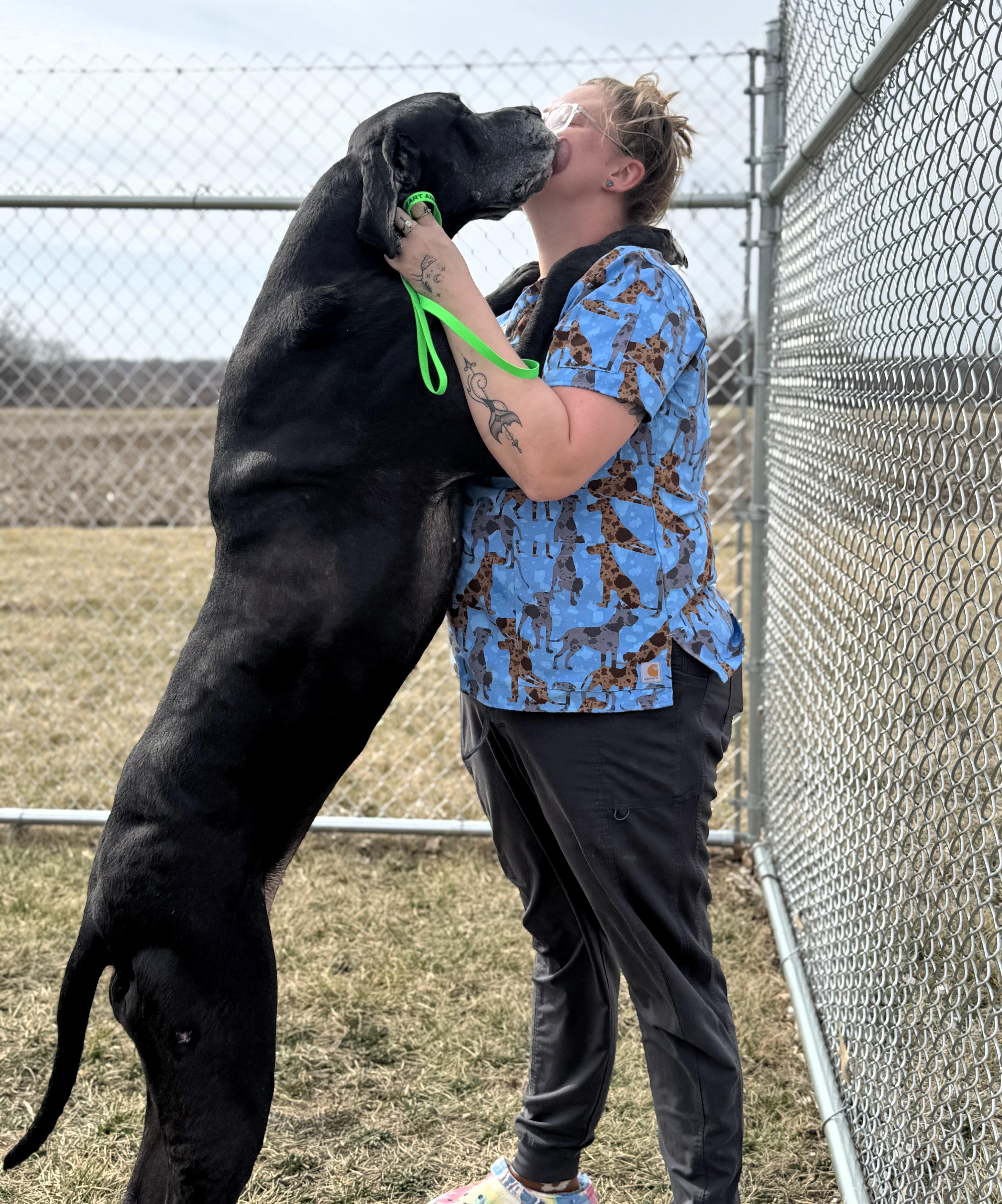 Enlarge Onyx, a Adoptable Great Dane in Pekin, IL image 1/4