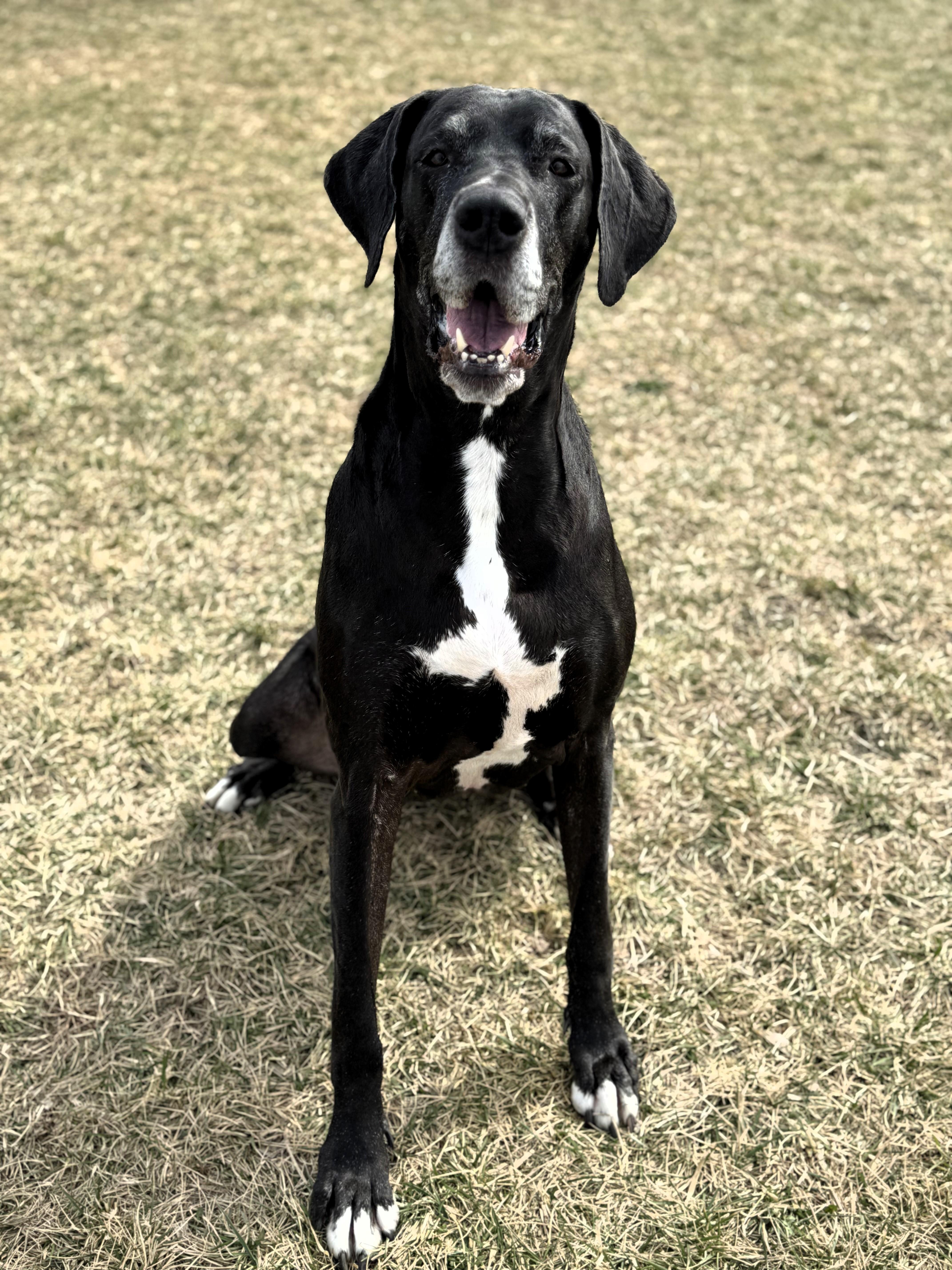 Enlarge Onyx, a Adoptable Great Dane in Pekin, IL image 2/4