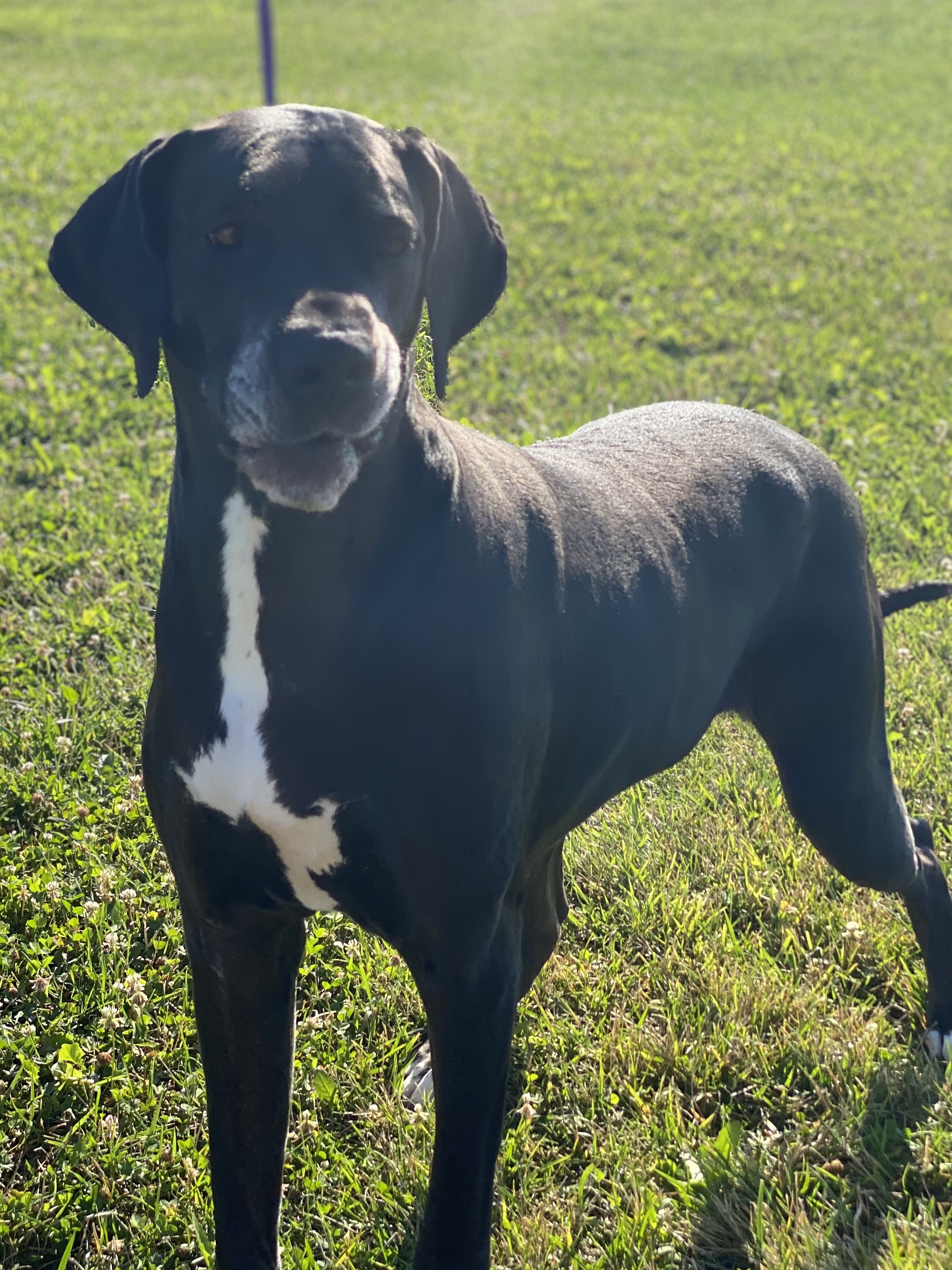 Enlarge Onyx, a Adoptable Great Dane in Pekin, IL image 4/4