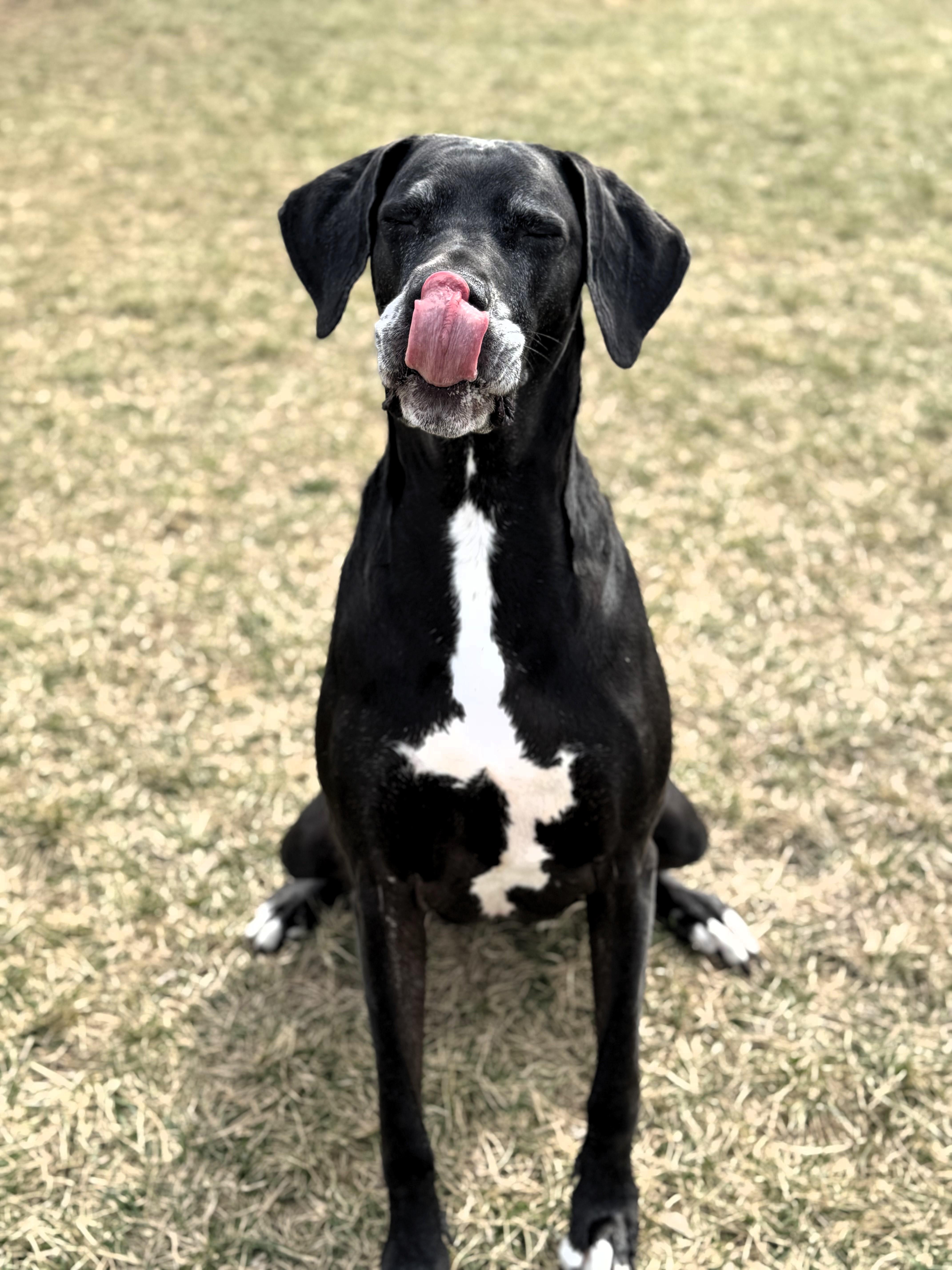 Enlarge Onyx, a Adoptable Great Dane in Pekin, IL image 3/4