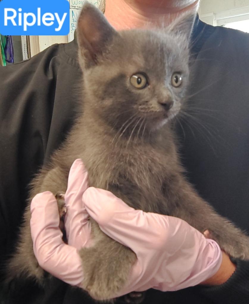 Ripley, Adoptable, Kitten Male Domestic Medium Hair.