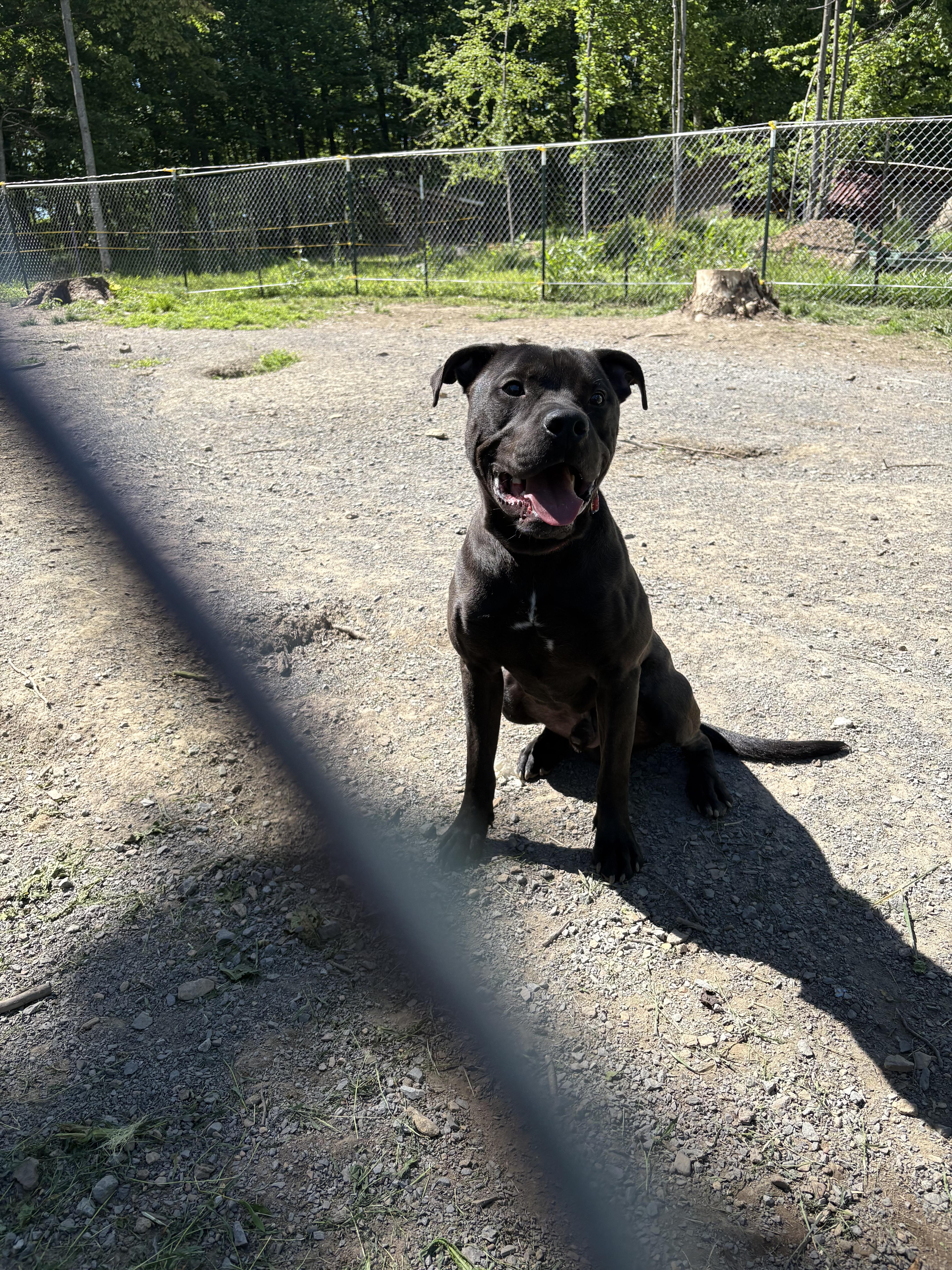 Enlarge Juice, a Adopted mixed breed in Westminster, MD image 6/6