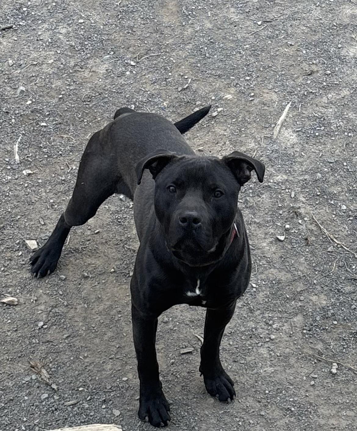 Enlarge Juice, a Adopted mixed breed in Westminster, MD image 3/6