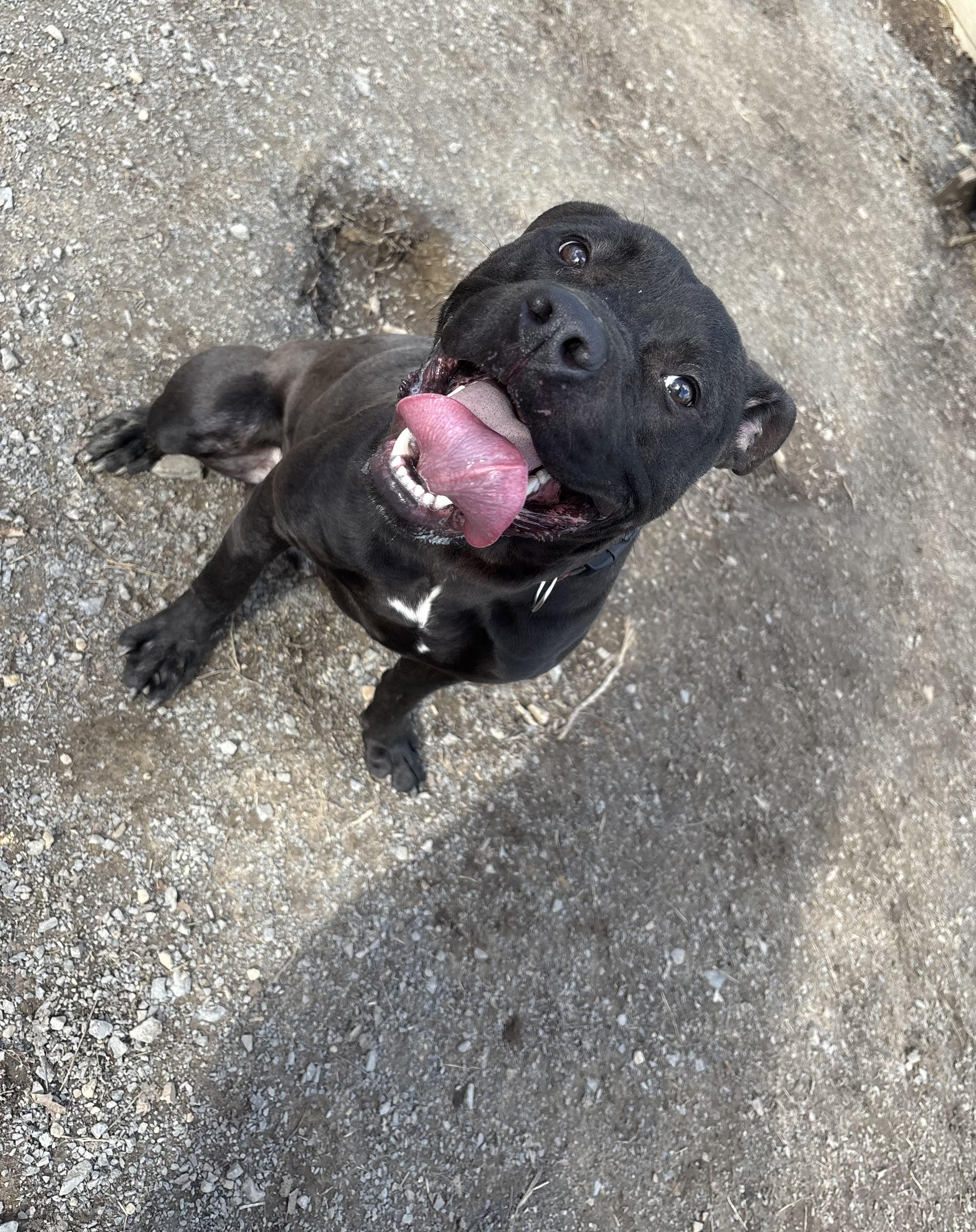 Enlarge Juice, a Adopted mixed breed in Westminster, MD image 5/6