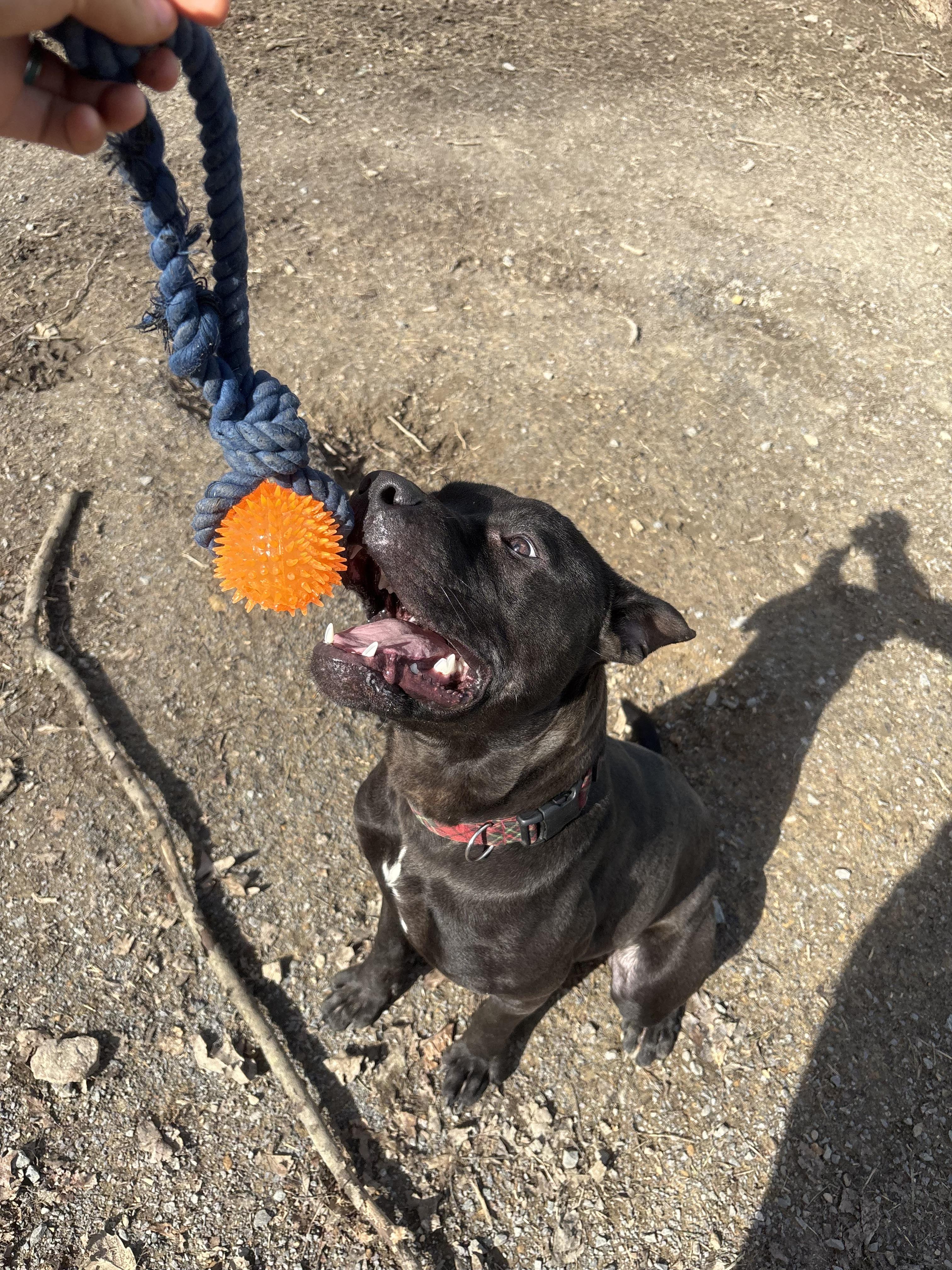 Enlarge Juice, a Adopted mixed breed in Westminster, MD image 4/6