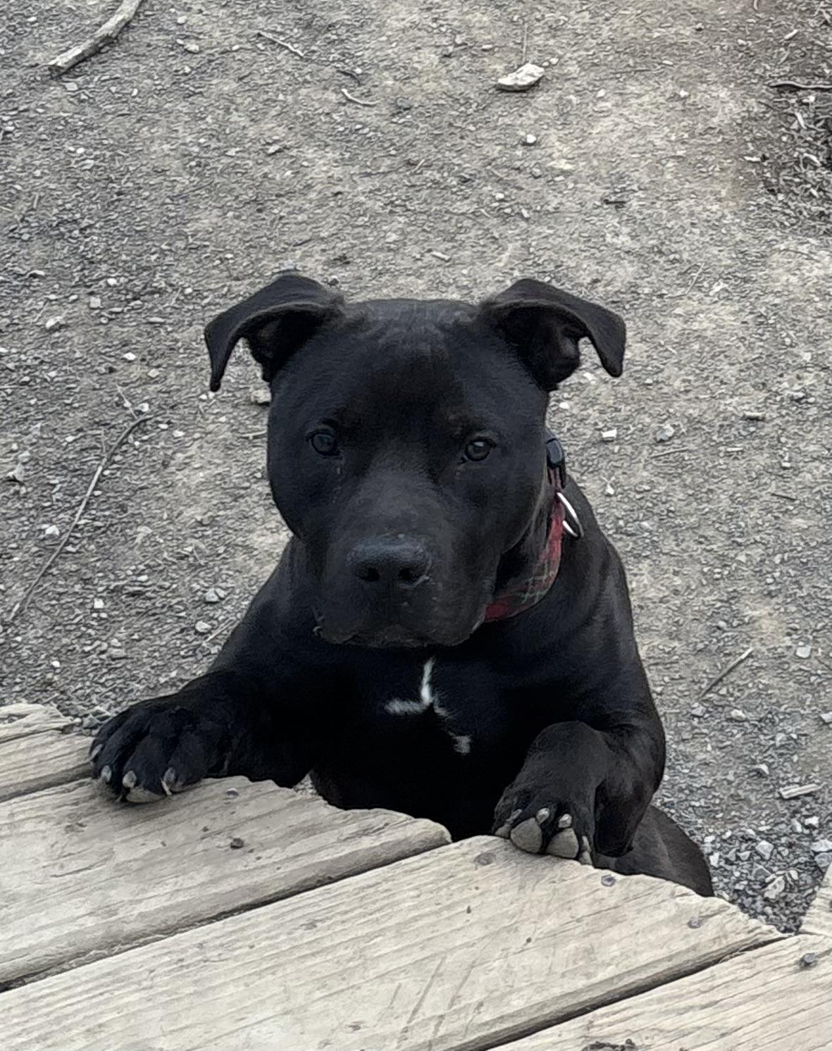 Enlarge Juice, a Adopted mixed breed in Westminster, MD image 2/6
