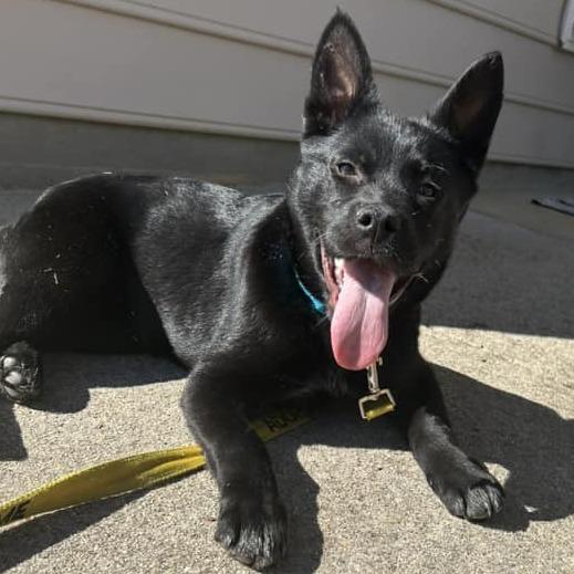 Enlarge Razz, a Adoptable German Shepherd Dog in Raleigh, NC image 2/6