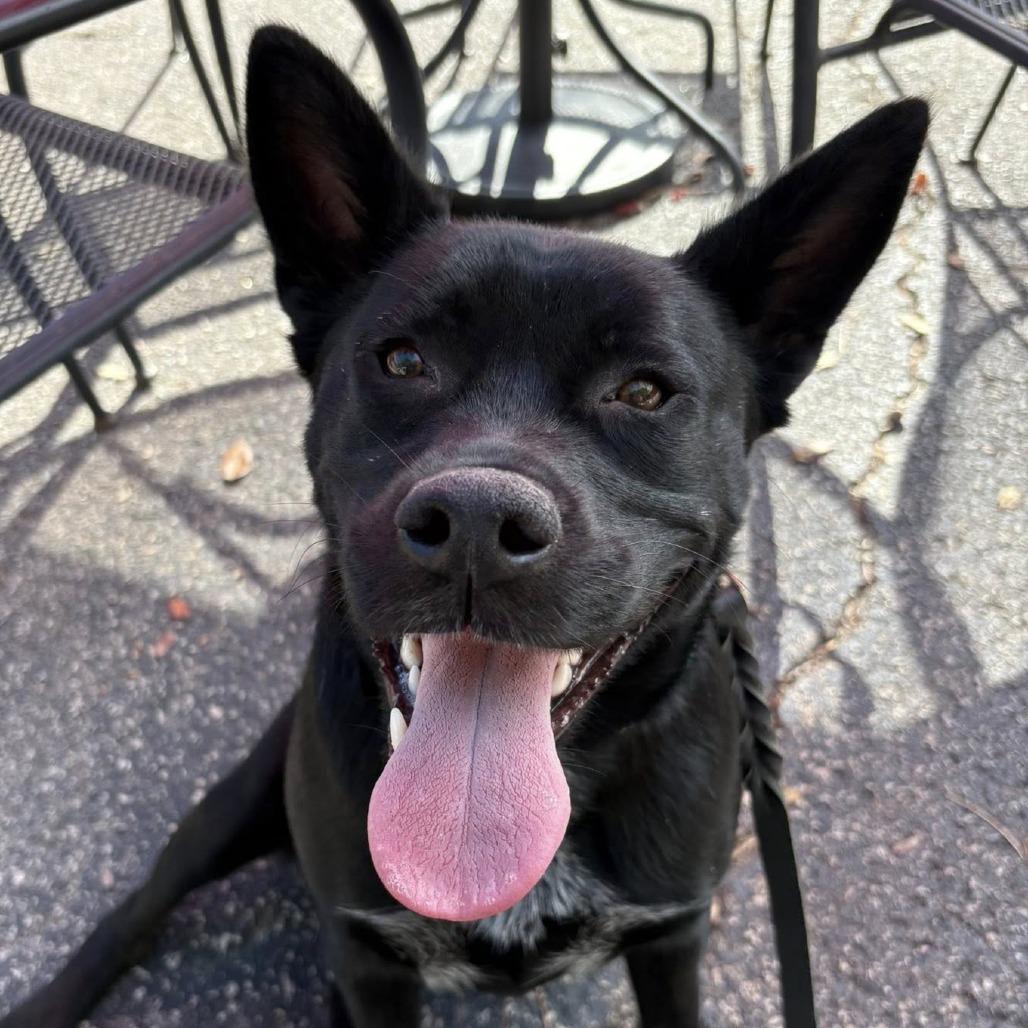 Enlarge Razz, a Adoptable German Shepherd Dog in Raleigh, NC image 5/6