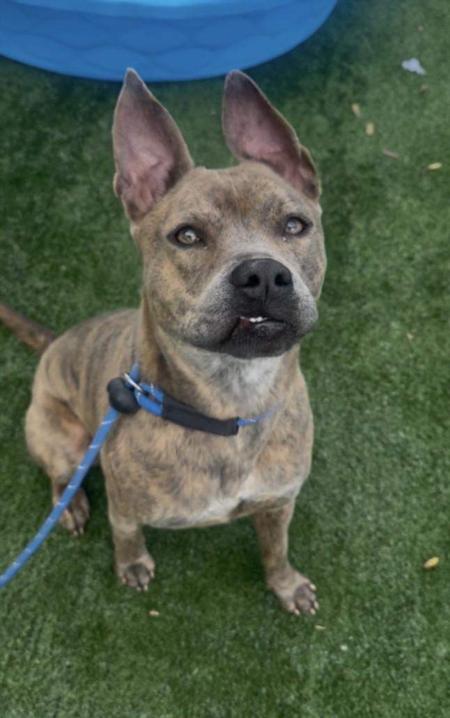 WYLIE, Adoptable, Young Male Staffordshire Bull Terrier.