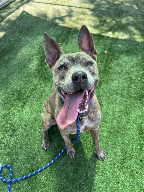 WYLIE, Adoptable, Young Male Staffordshire Bull Terrier.