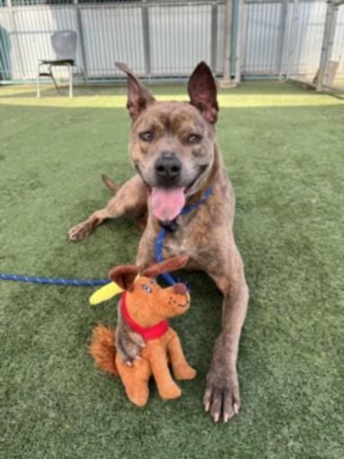 WYLIE, Adoptable, Young Male Staffordshire Bull Terrier.