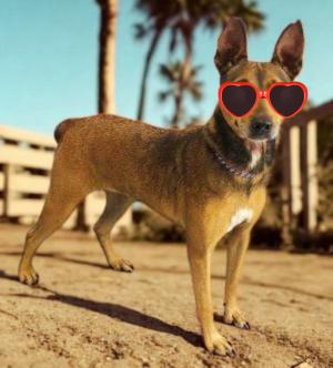 Minni Caramelo, a Adoptable mixed breed in Mount Laurel, NJ image 1/2