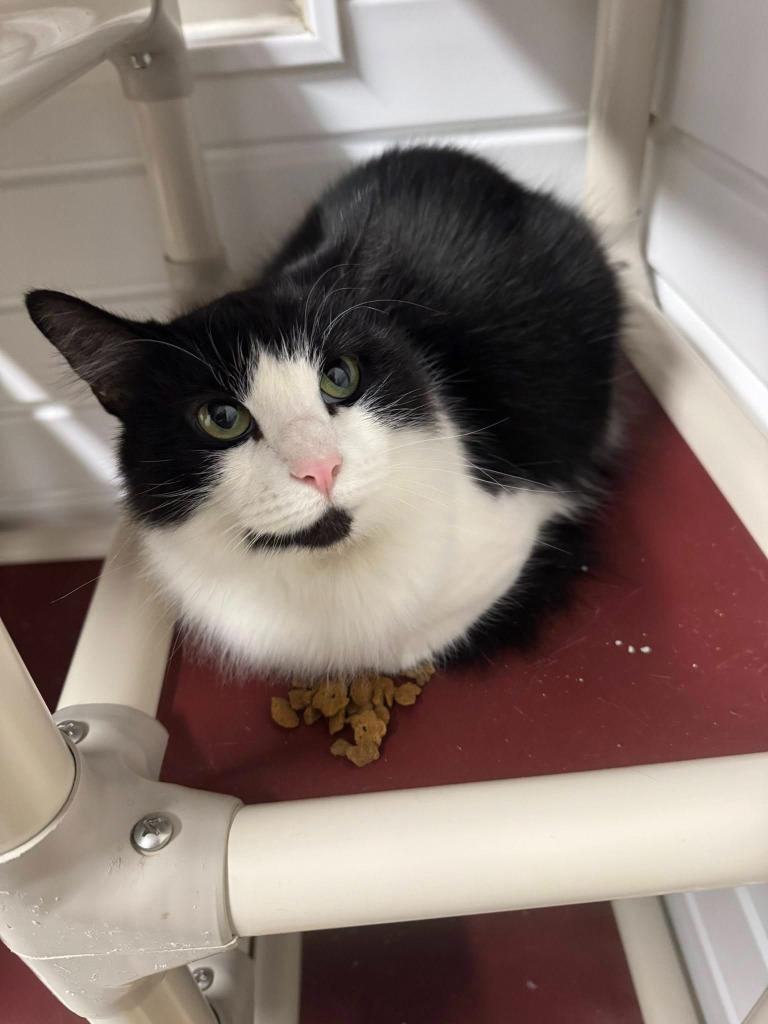 Betty Spaghetti thumbnail 2