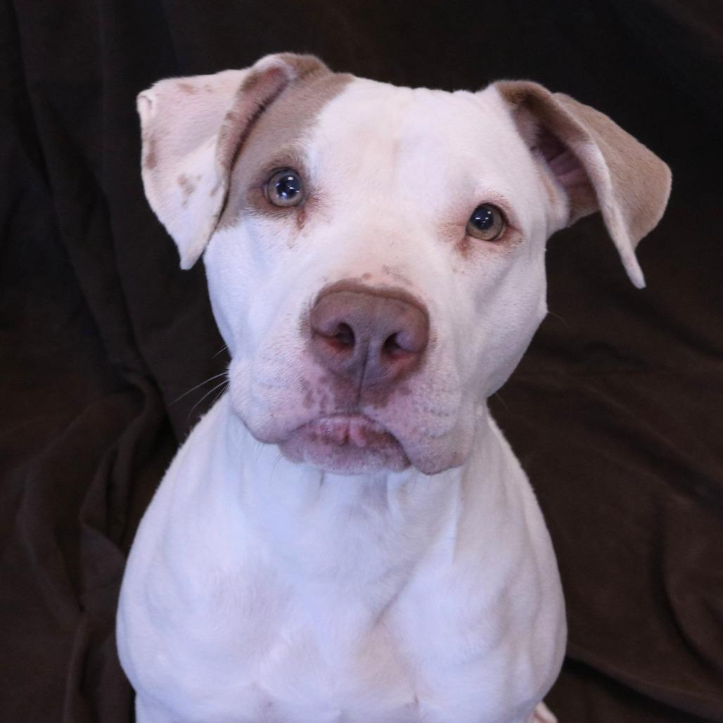 Pinky, Adoptable, Adult Female Pit Bull Terrier.