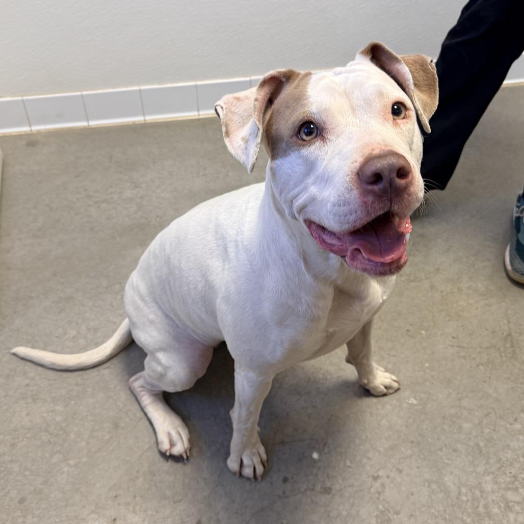 Enlarge Pinky, a Adoptable Pit Bull Terrier in Rifle, CO image 2/4