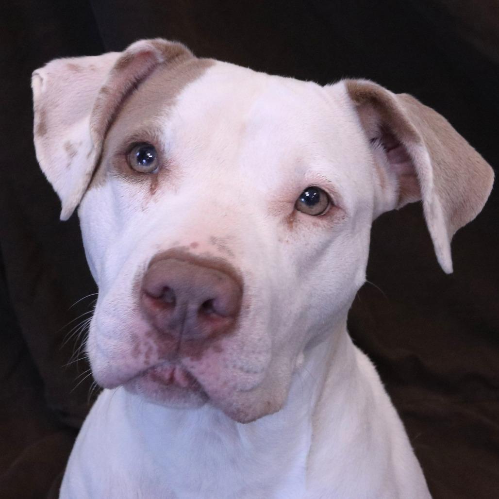 Enlarge Pinky, a Adoptable Pit Bull Terrier in Rifle, CO image 3/4