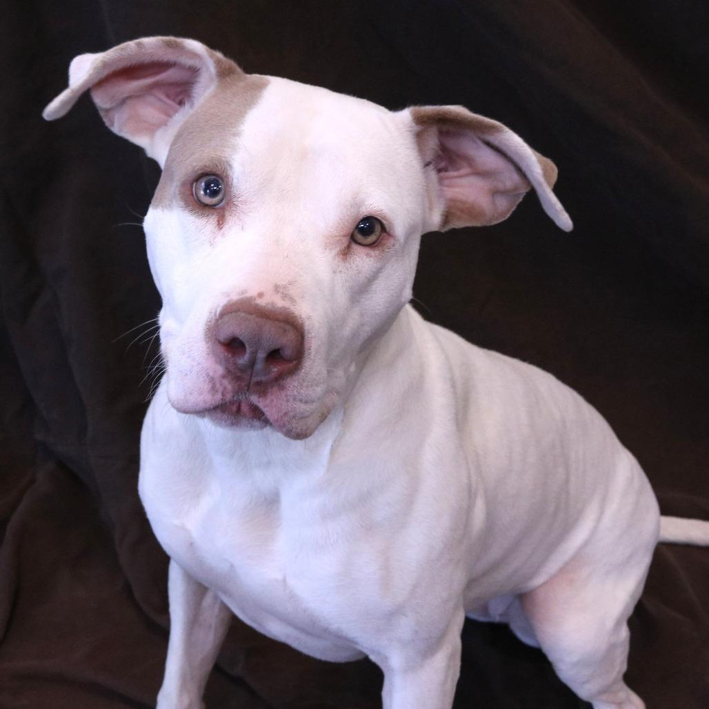 Enlarge Pinky, a Adoptable Pit Bull Terrier in Rifle, CO image 4/4