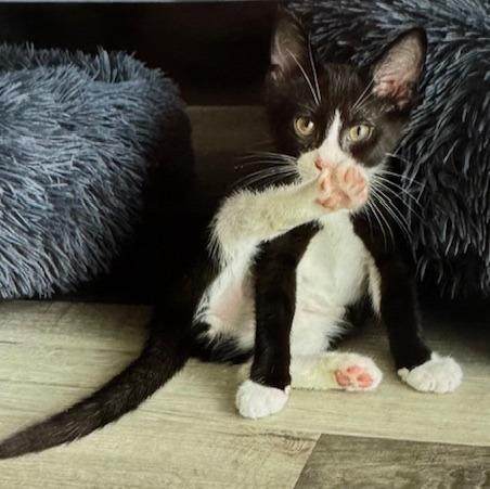 Tempest, Adoptable, Young Male Domestic Short Hair.