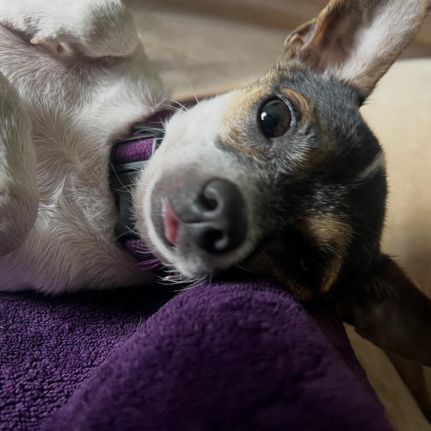 Enlarge Zach, a Adoptable Chihuahua in Blair, WI image 1/2