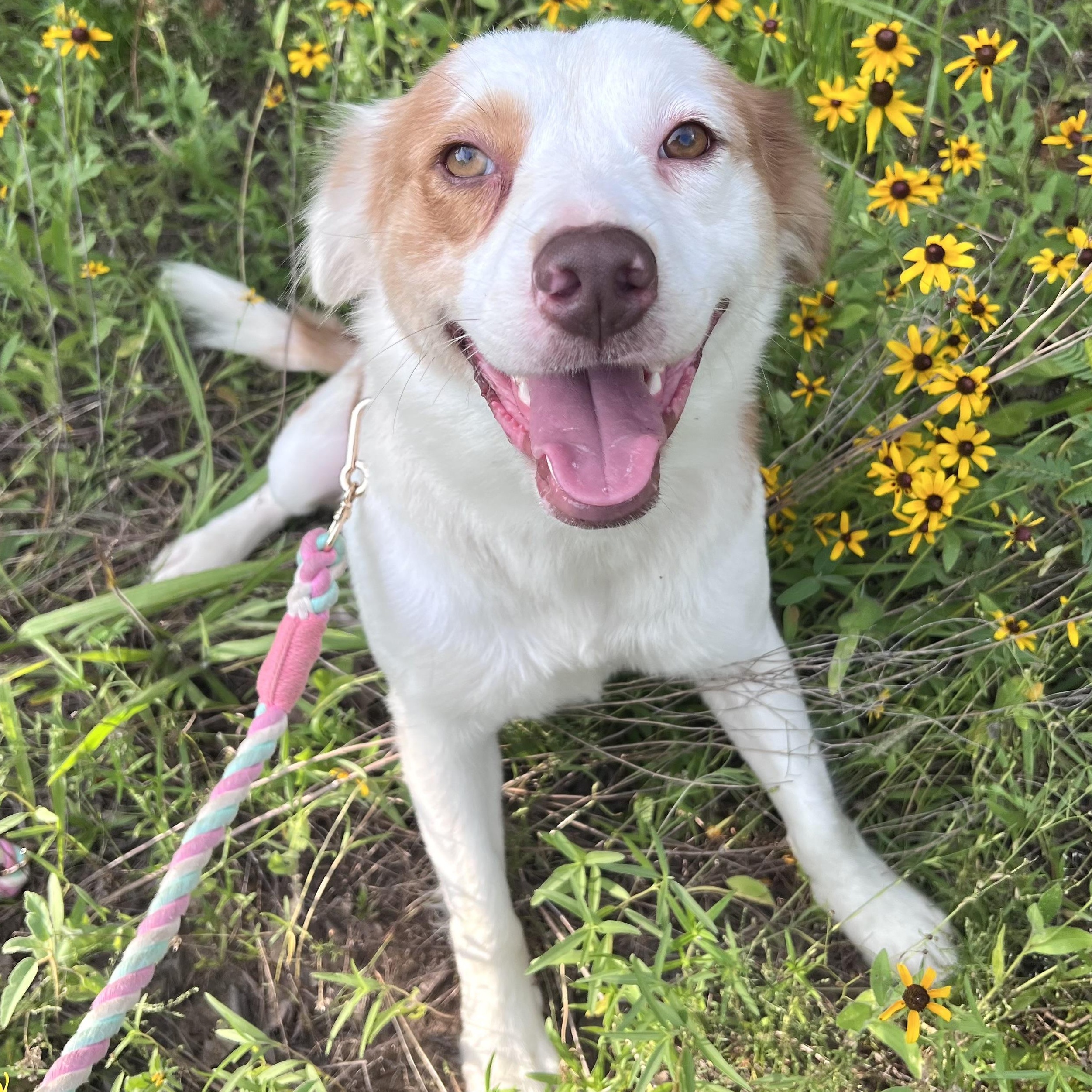 Coffee, Adoptable, Young Female Australian Shepherd.