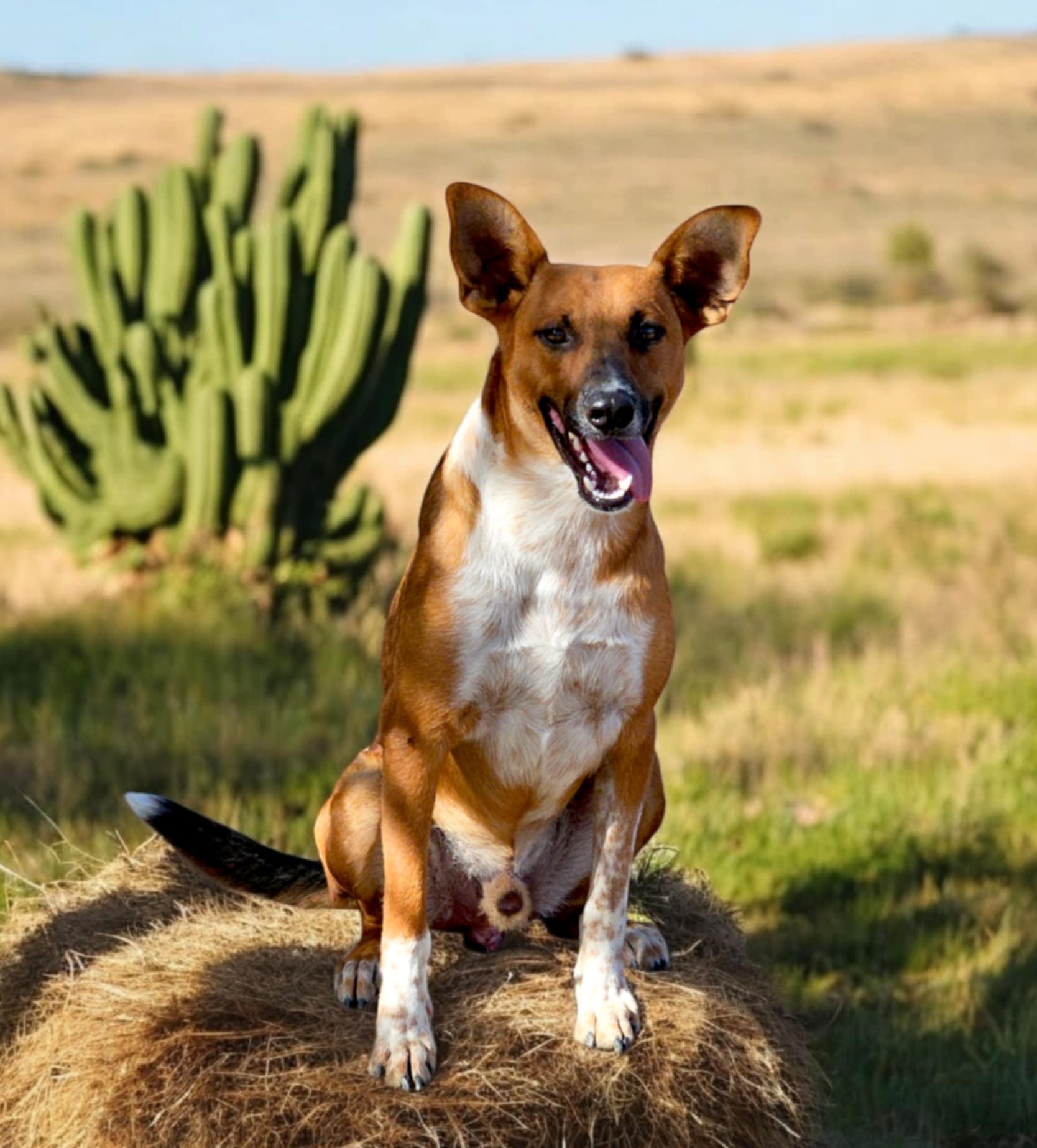 Scar, Adoptable, Young Male Ibizan Hound & Cattle Dog.