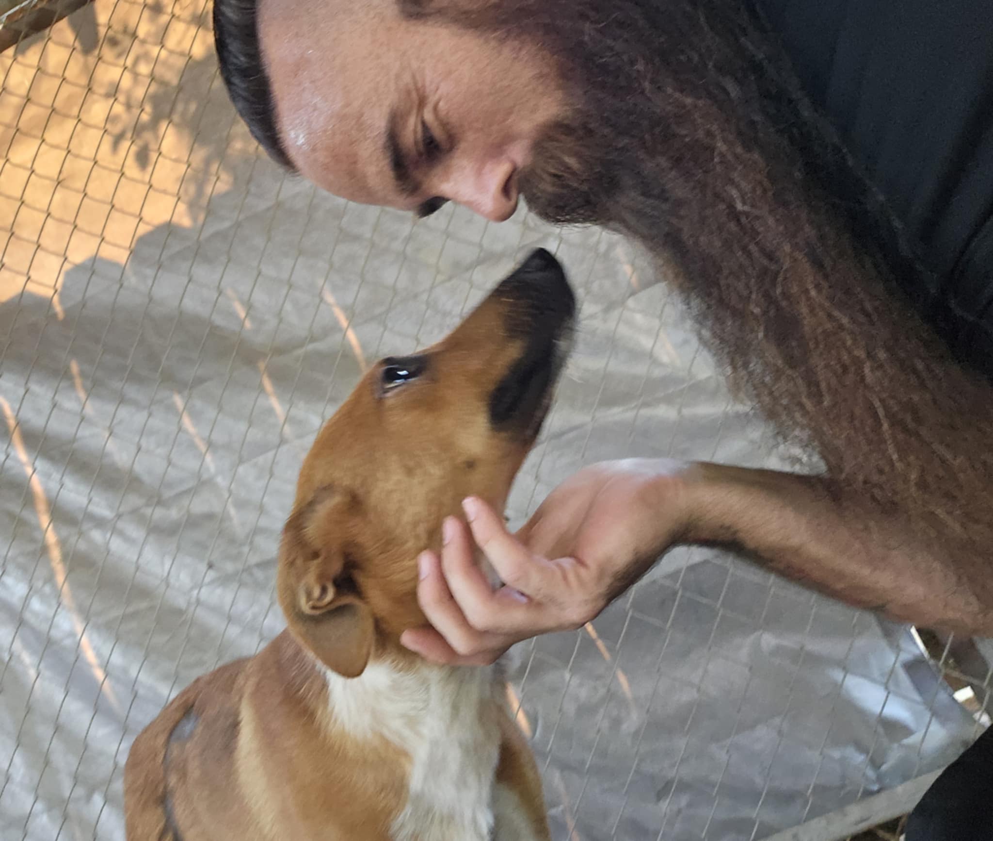 Enlarge Scar, a Adoptable mixed breed in Selma, CA image 4/5