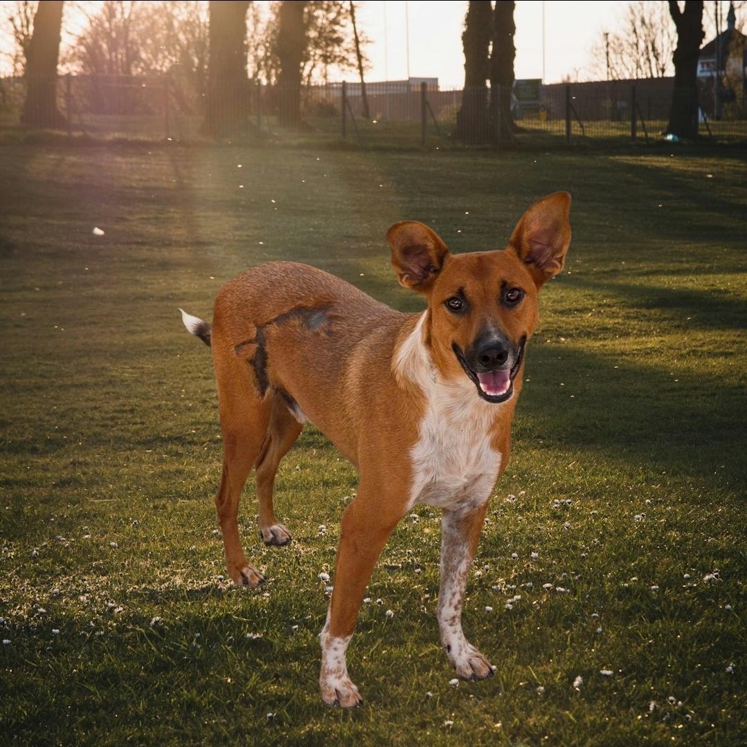 Enlarge Skar, a Adoptable mixed breed in Selma, CA image 4/6