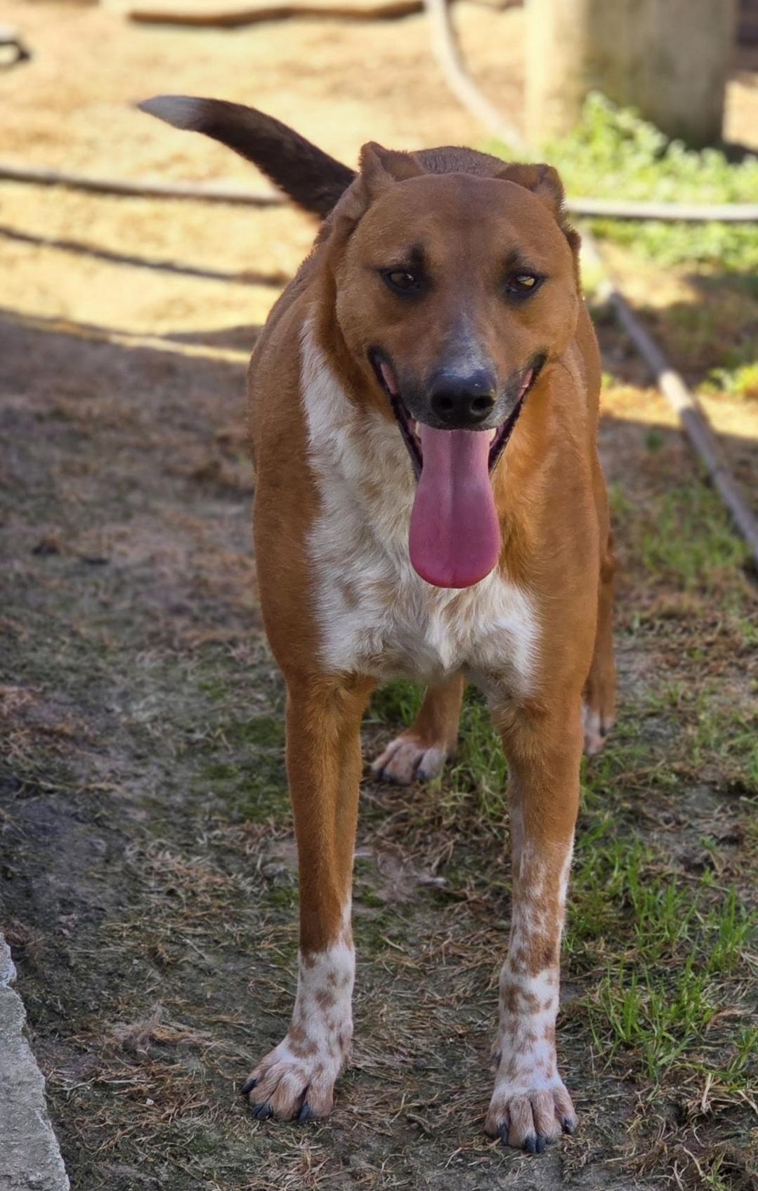 Enlarge Skar, a Adoptable mixed breed in Selma, CA image 6/6
