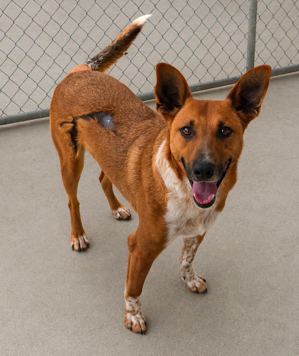 Skar, Adoptable, Adult Male Ibizan Hound & Cattle Dog.