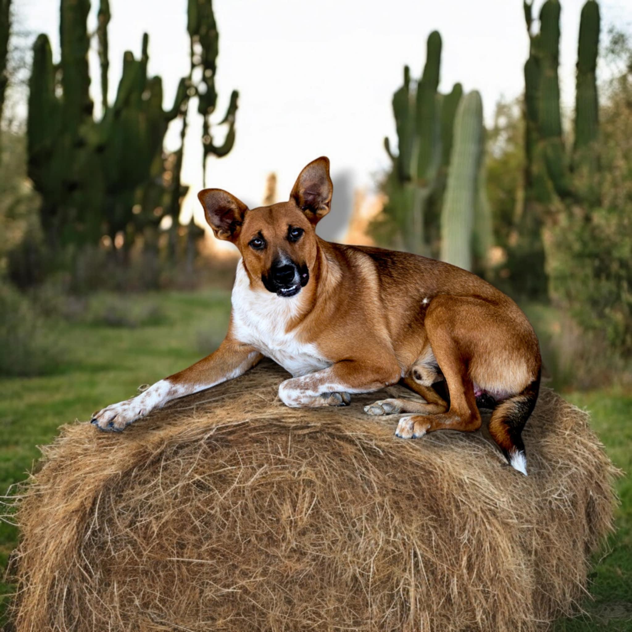 Enlarge Scar, a Adoptable mixed breed in Selma, CA image 5/5