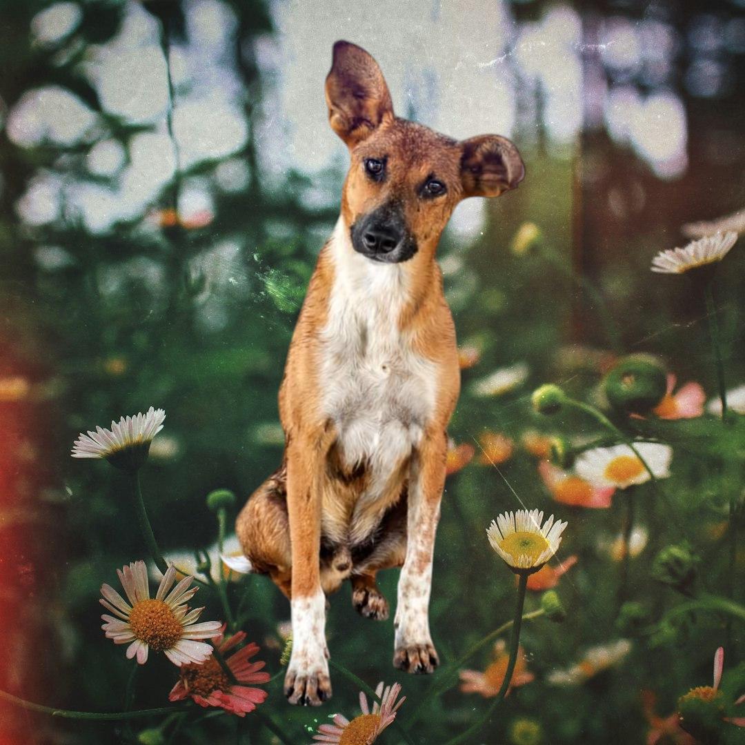 Enlarge Scar, a Adoptable mixed breed in Selma, CA image 2/5