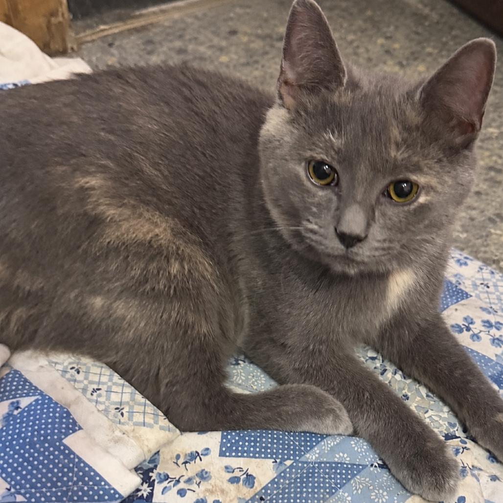 Bat, Adoptable, Young Female Domestic Short Hair.