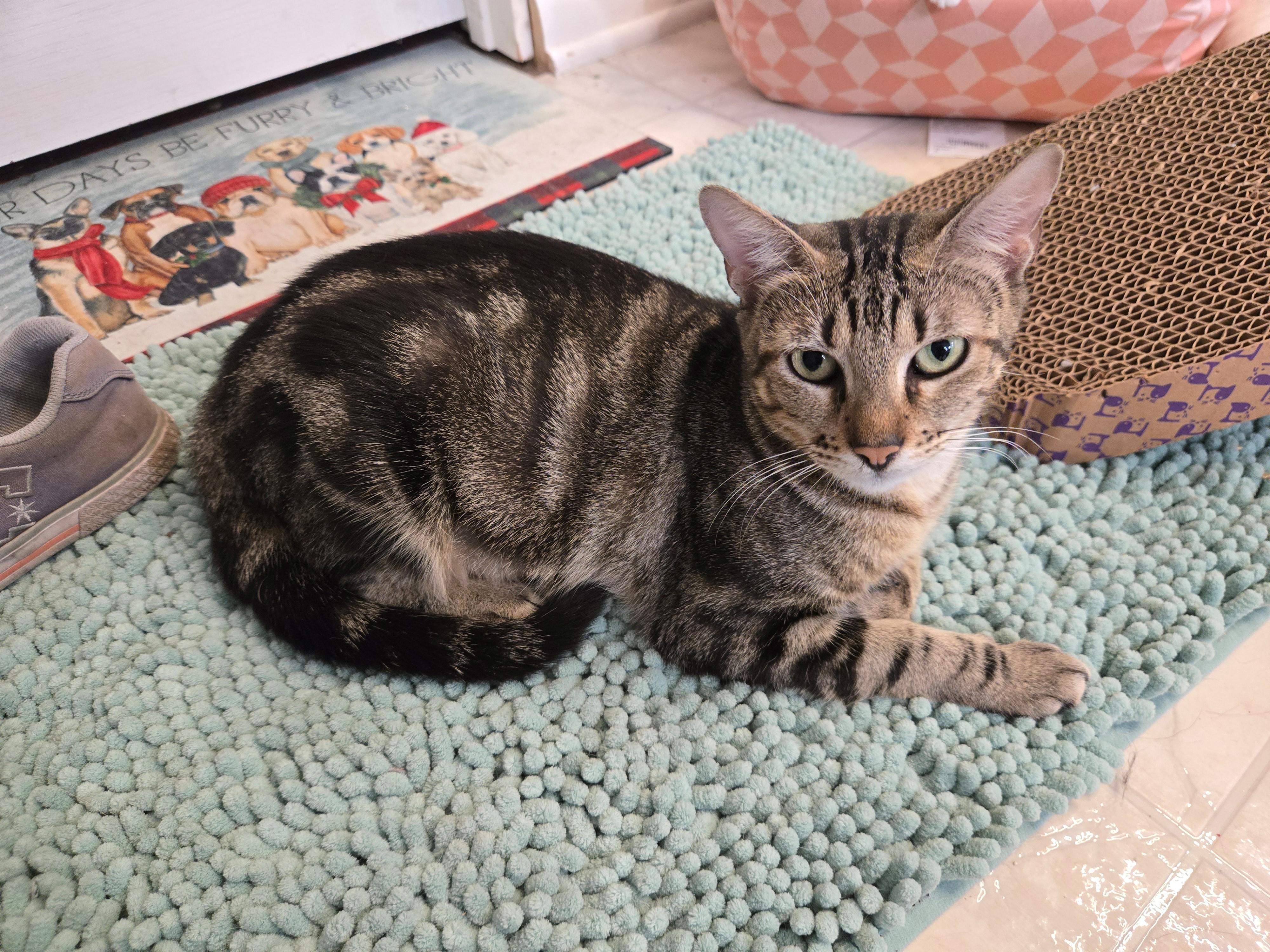 Moma, Adoptable, Adult Female Domestic Short Hair.