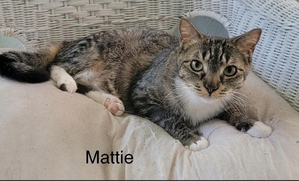 Mattie, Adoptable, Kitten Female Domestic Short Hair.