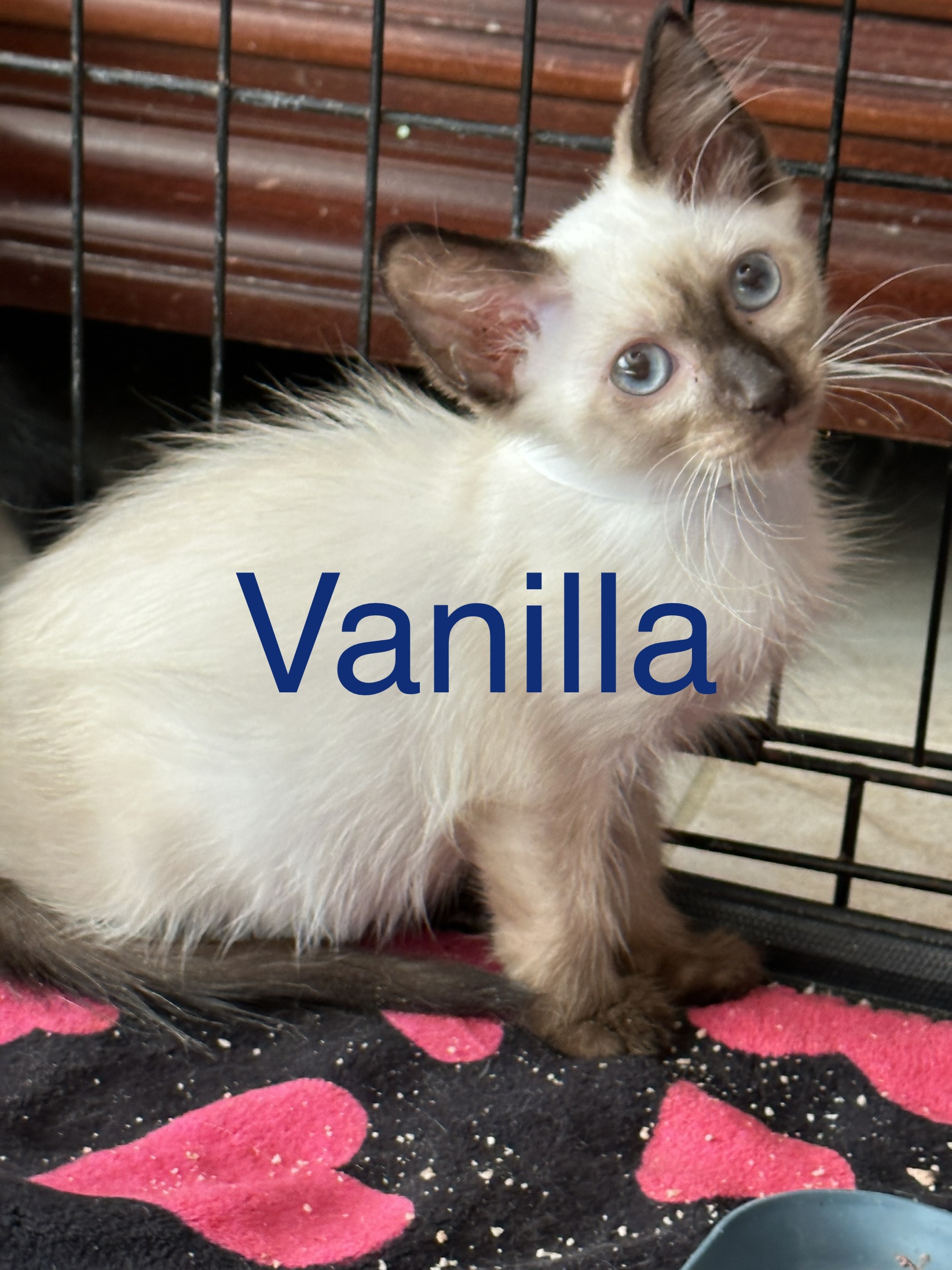 Vanilla, Adopted, Kitten Male Siamese.