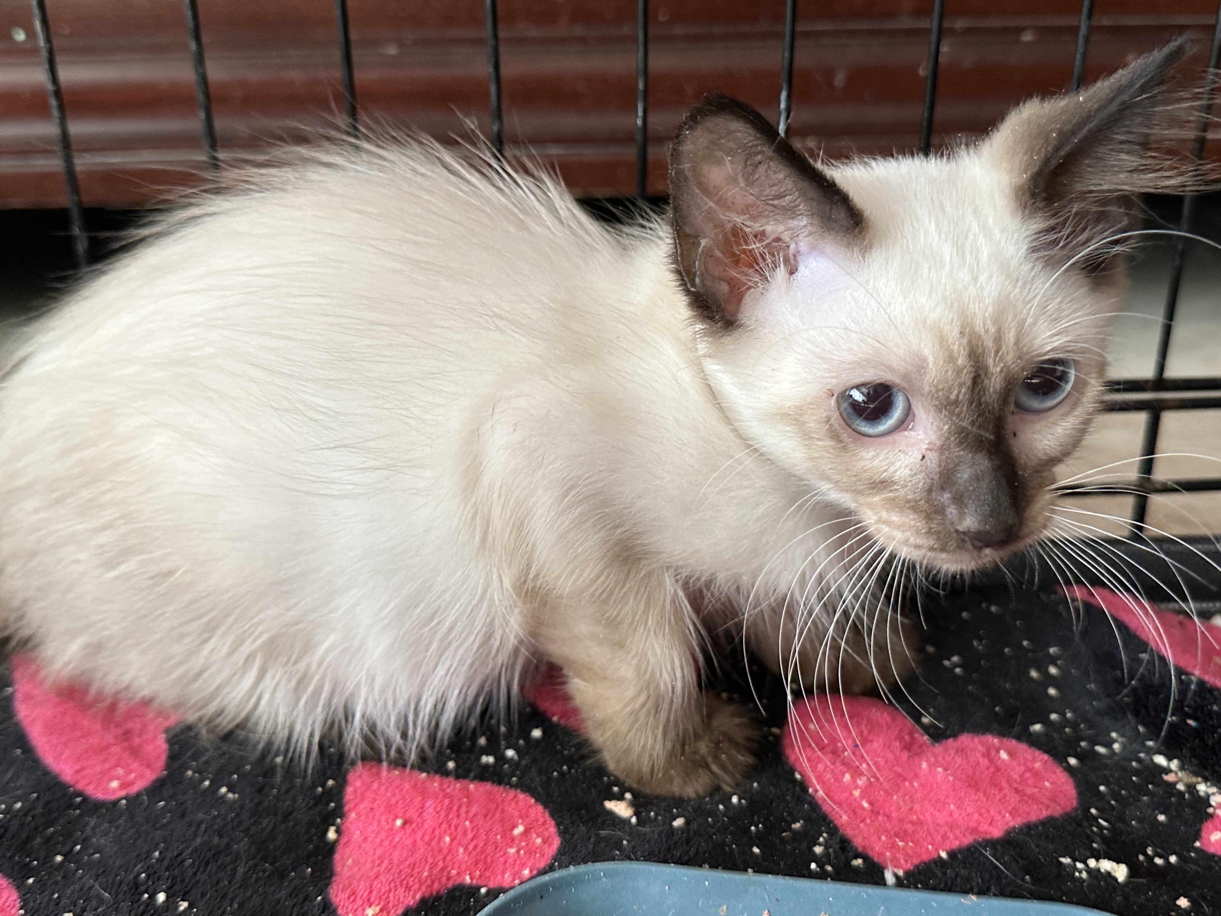 Enlarge Vanilla, a Adopted Siamese in New Port Richey, FL image 2/2