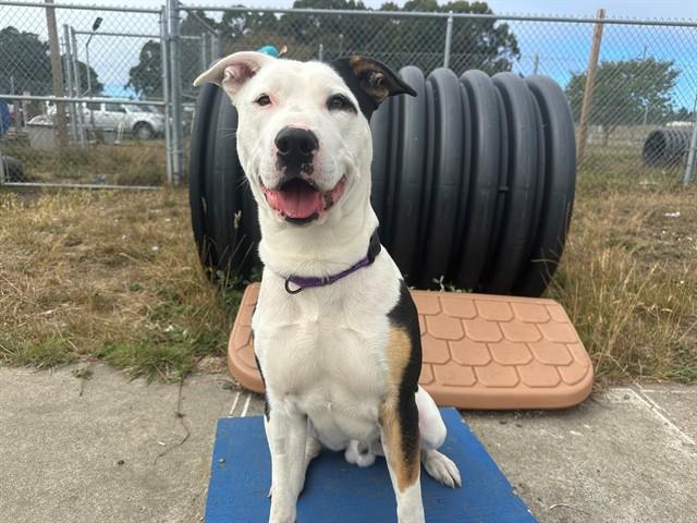 PARKER, Adoptable, Young Male Pit Bull Terrier & Mixed Breed.