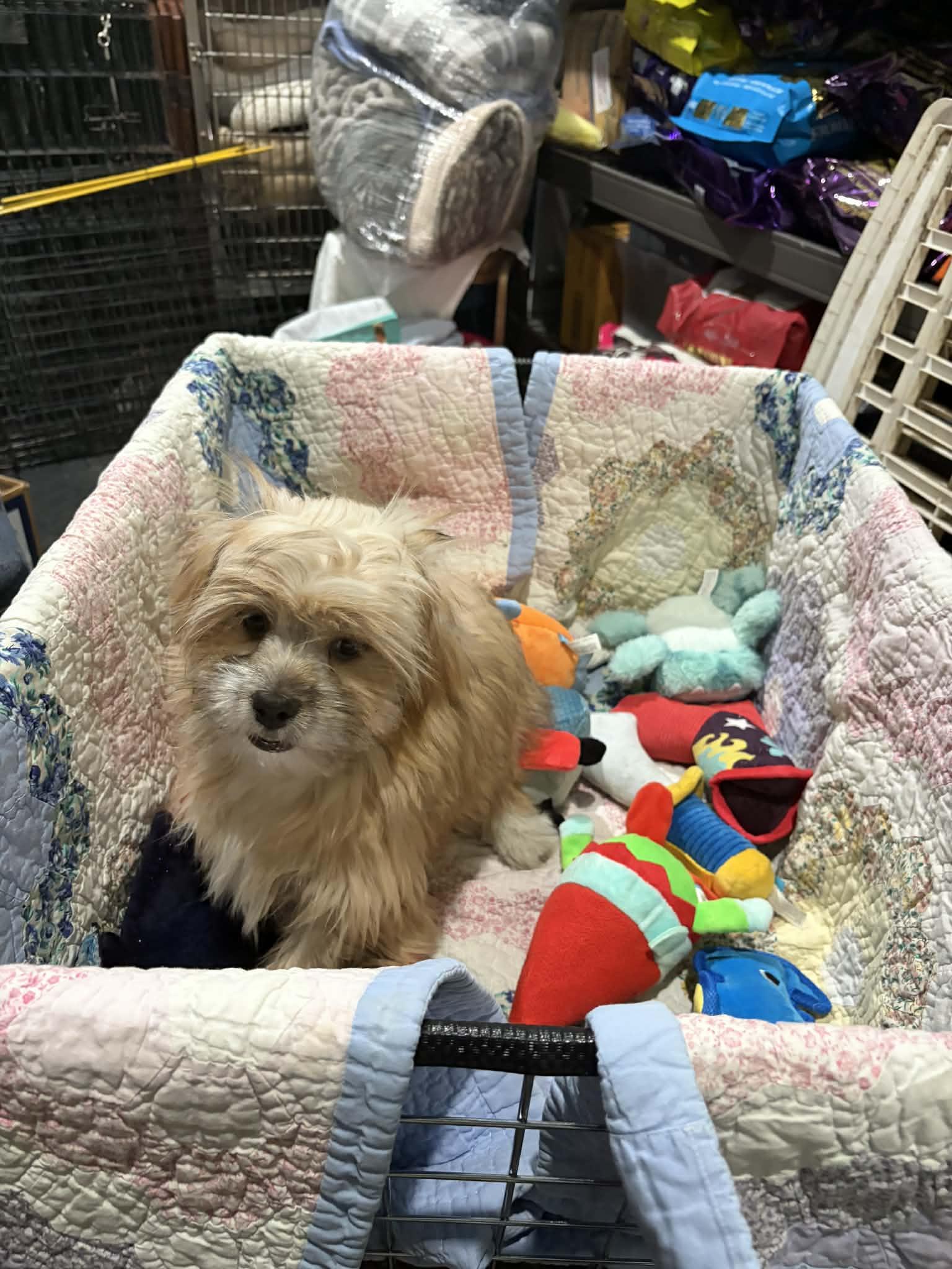 Waylon Jenning, a Adoptable mixed breed in Mukwonago, WI image 2/3