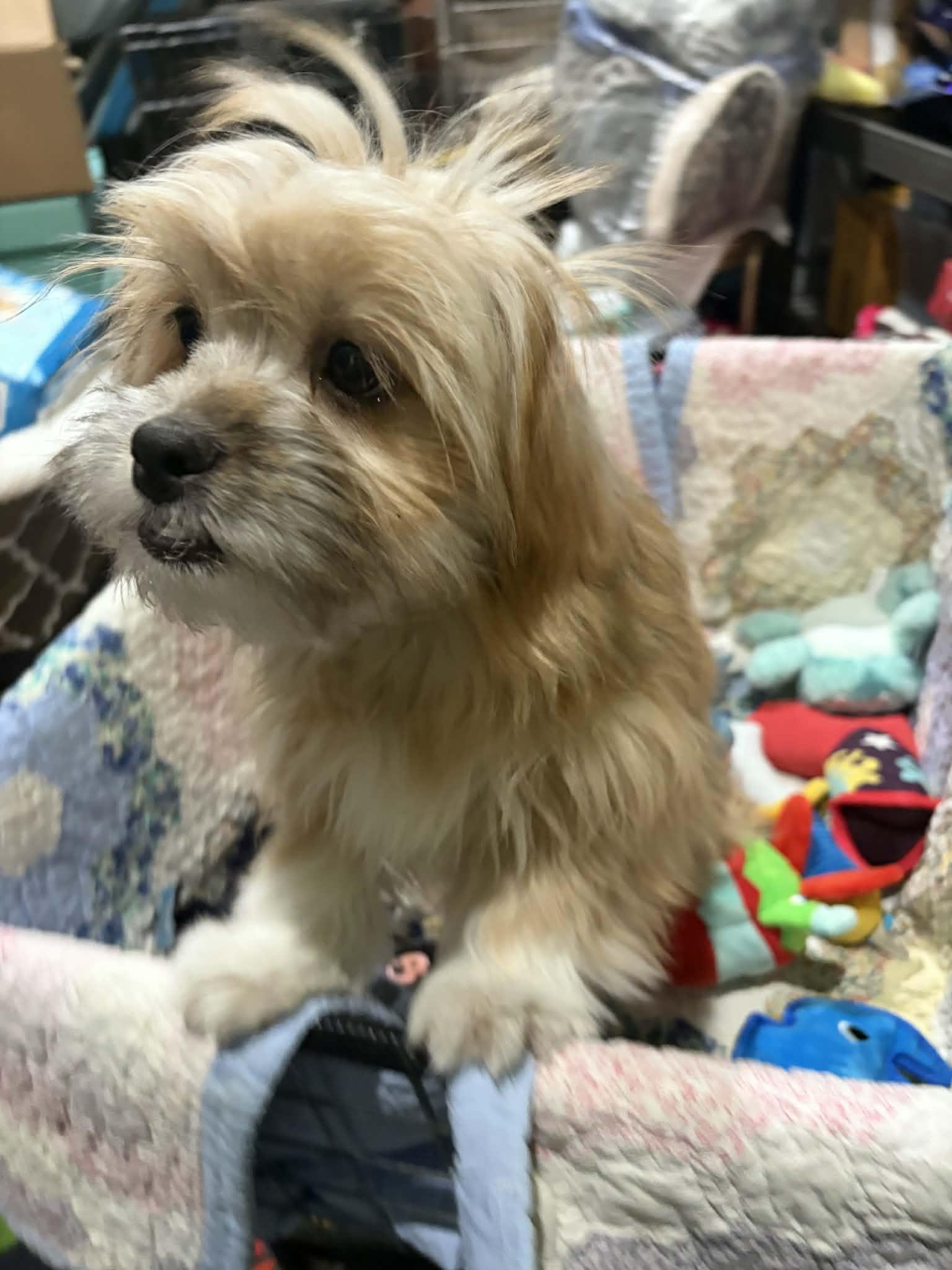 Waylon Jenning, a Adoptable mixed breed in Mukwonago, WI image 3/3