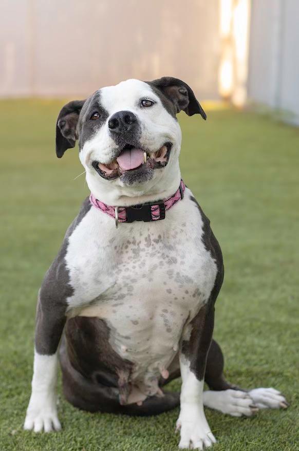 Mindy, an adoptable Pit Bull Terrier in Eagle, ID, 83616 | Photo Image 1