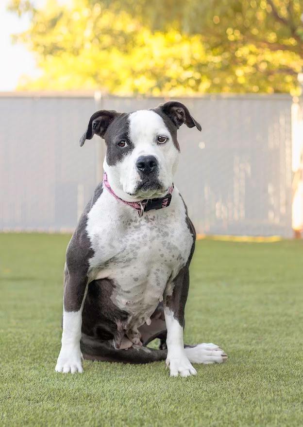 Mindy, an adoptable Pit Bull Terrier in Eagle, ID, 83616 | Photo Image 4