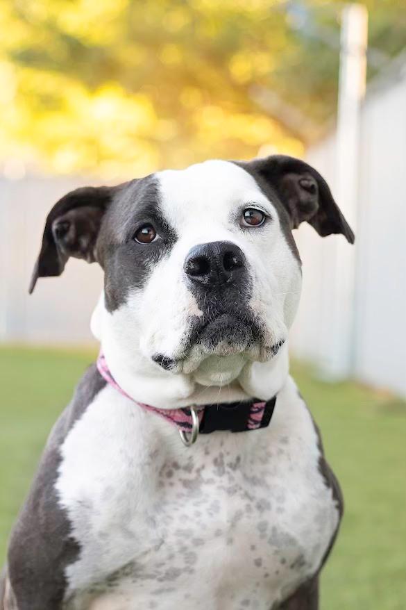 Mindy, an adoptable Pit Bull Terrier in Eagle, ID, 83616 | Photo Image 2