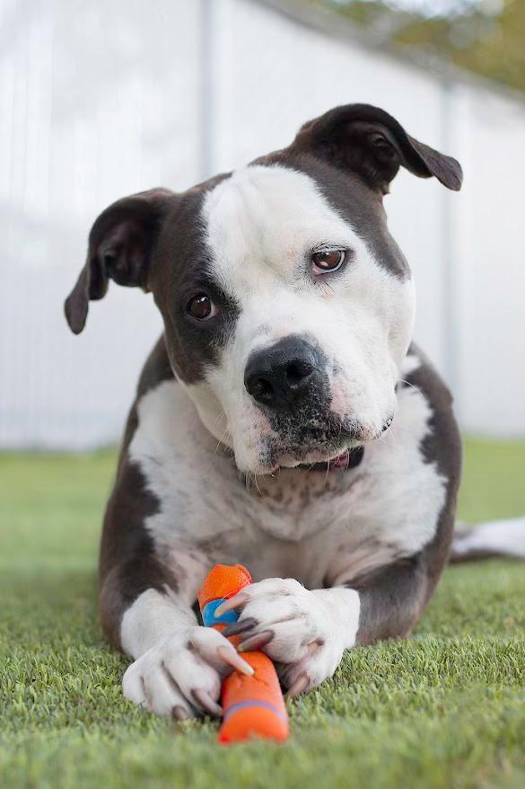 Mindy, an adoptable Pit Bull Terrier in Eagle, ID, 83616 | Photo Image 3
