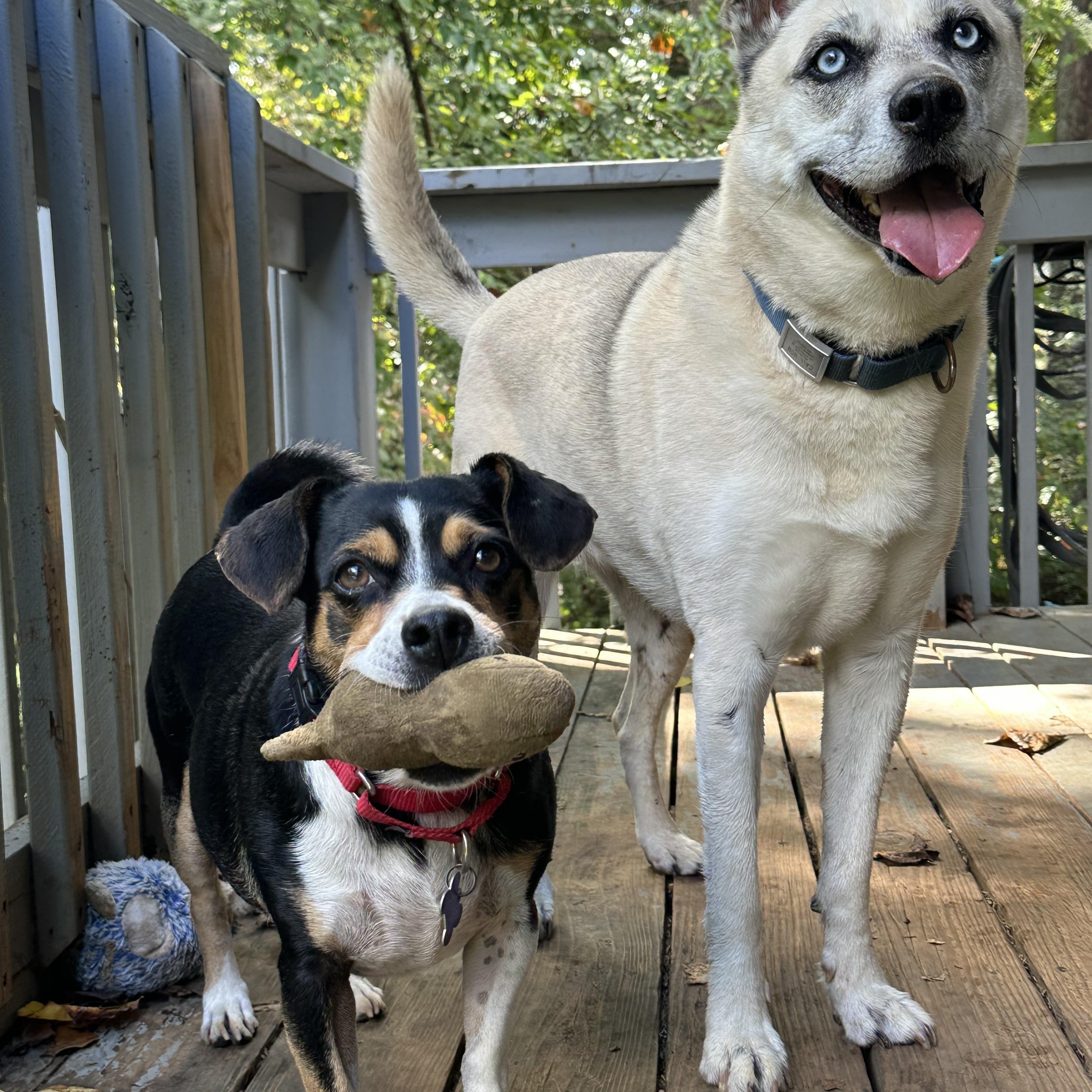 Enlarge Tuck, a Adoptable mixed breed in Sherman, CT image 4/5