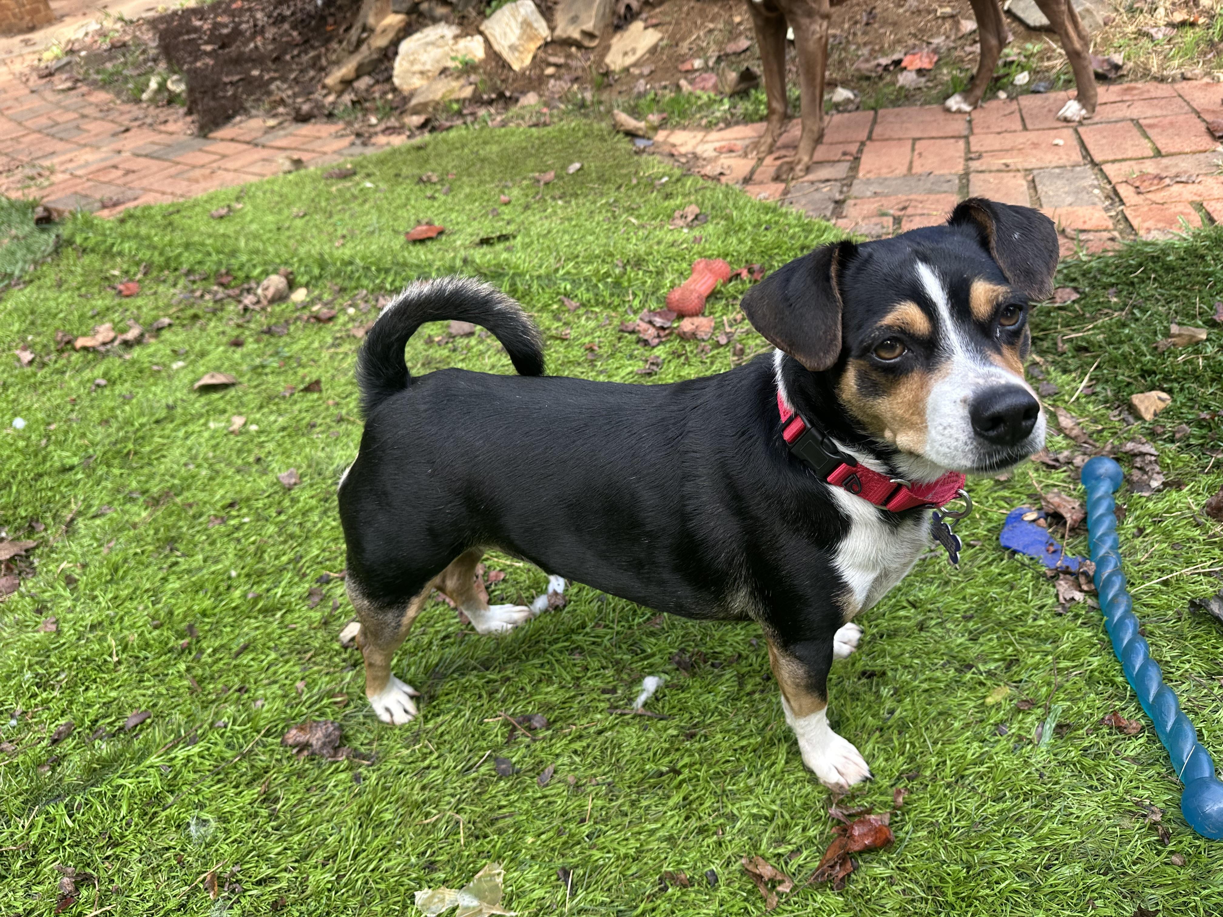 Tuck, Adoptable, Adult Male Jack Russell Terrier & Rat Terrier.
