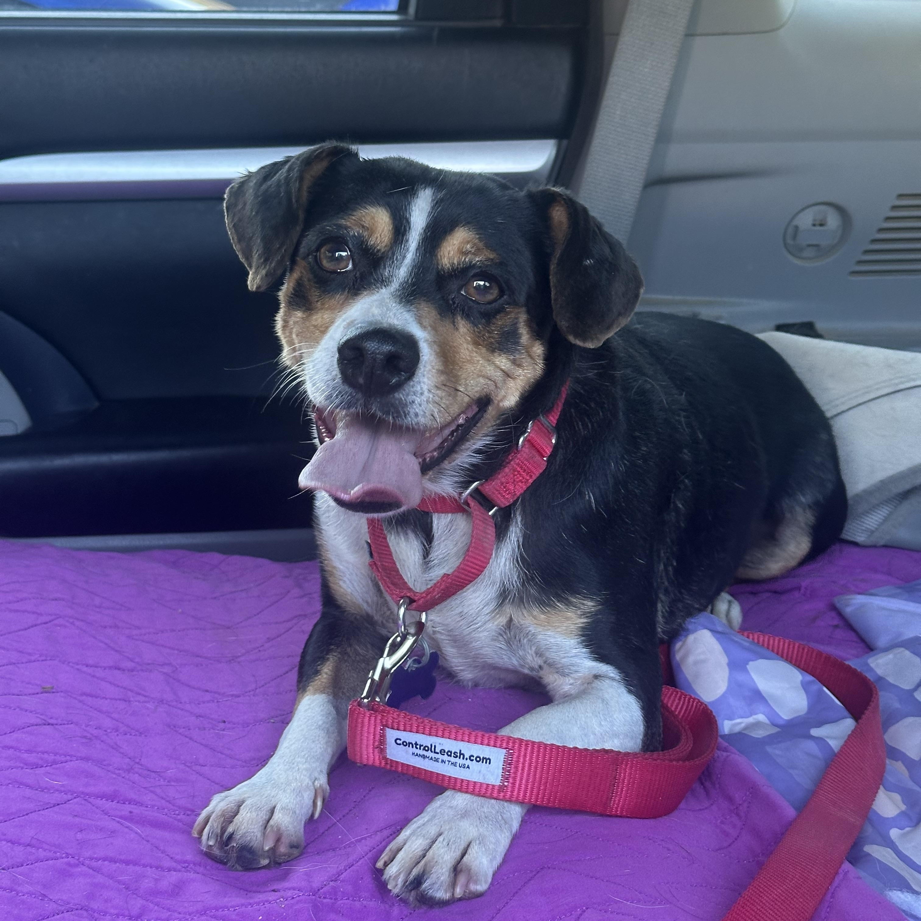 Enlarge Tuck, a Adoptable mixed breed in Sherman, CT image 3/5