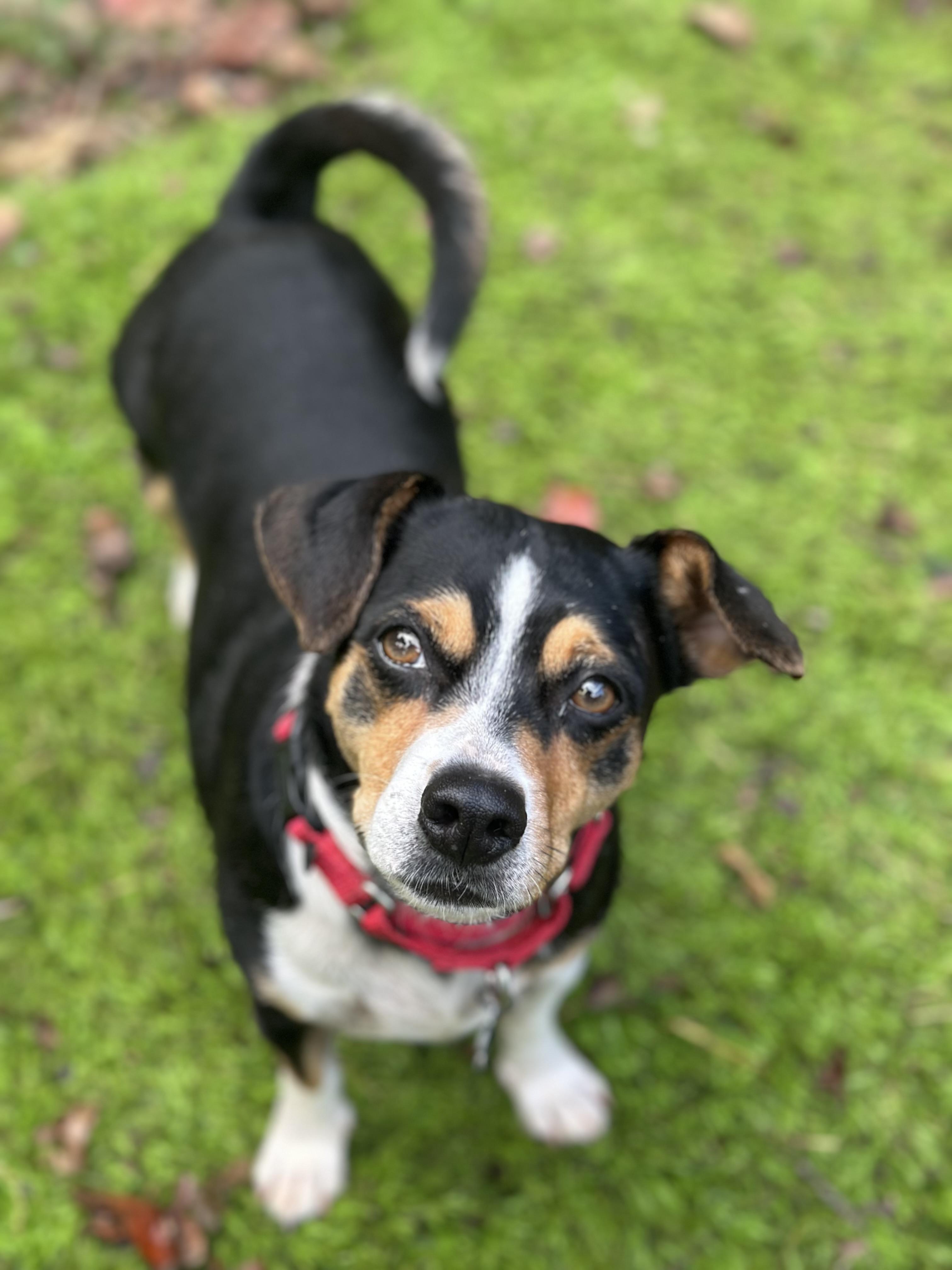 Enlarge Tuck, a Adoptable mixed breed in Sherman, CT image 2/5