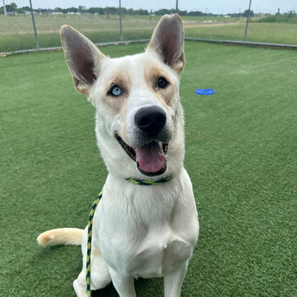 Enlarge Aspen, a Adoptable mixed breed in Canton, IL image 1/6