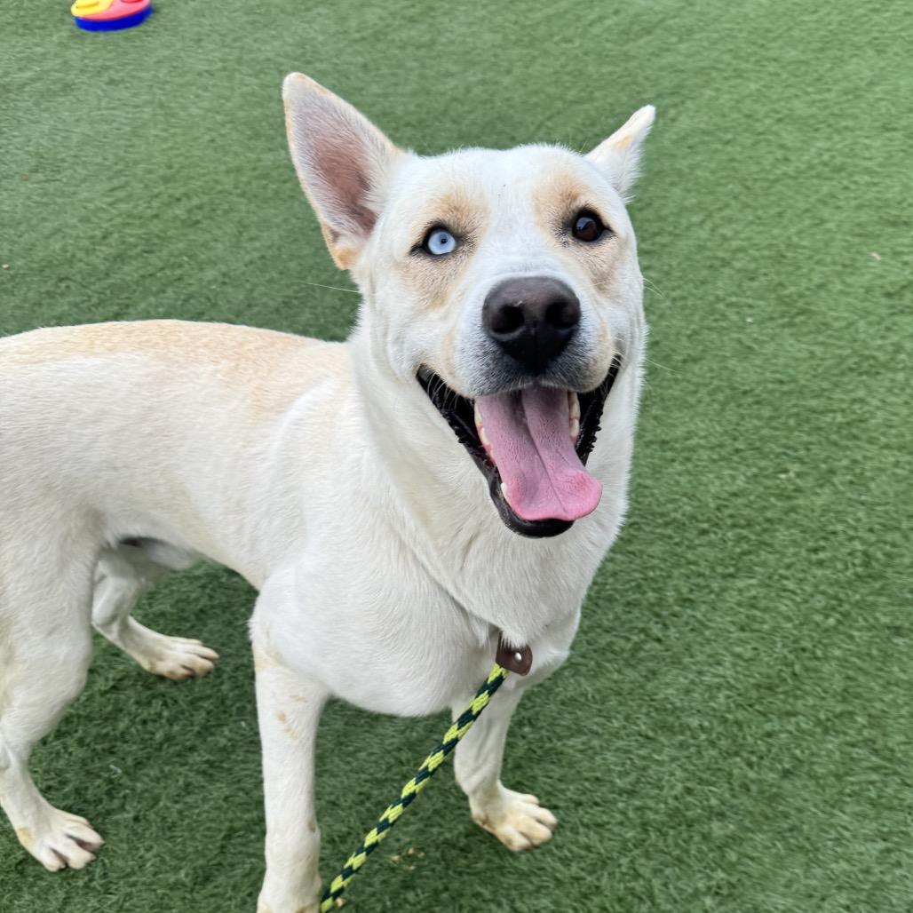 Enlarge Aspen, a Adoptable mixed breed in Canton, IL image 2/6