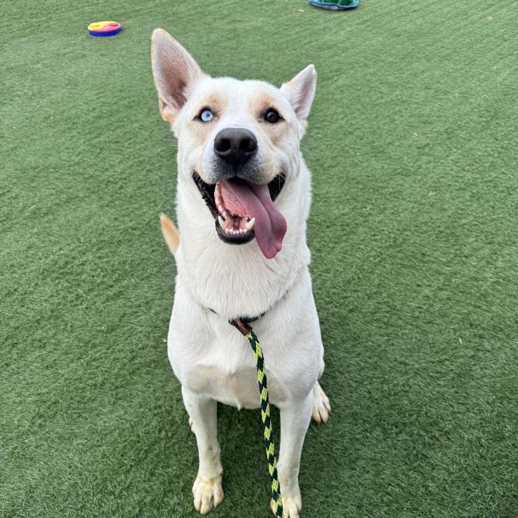 Enlarge Aspen, a Adoptable mixed breed in Canton, IL image 3/6